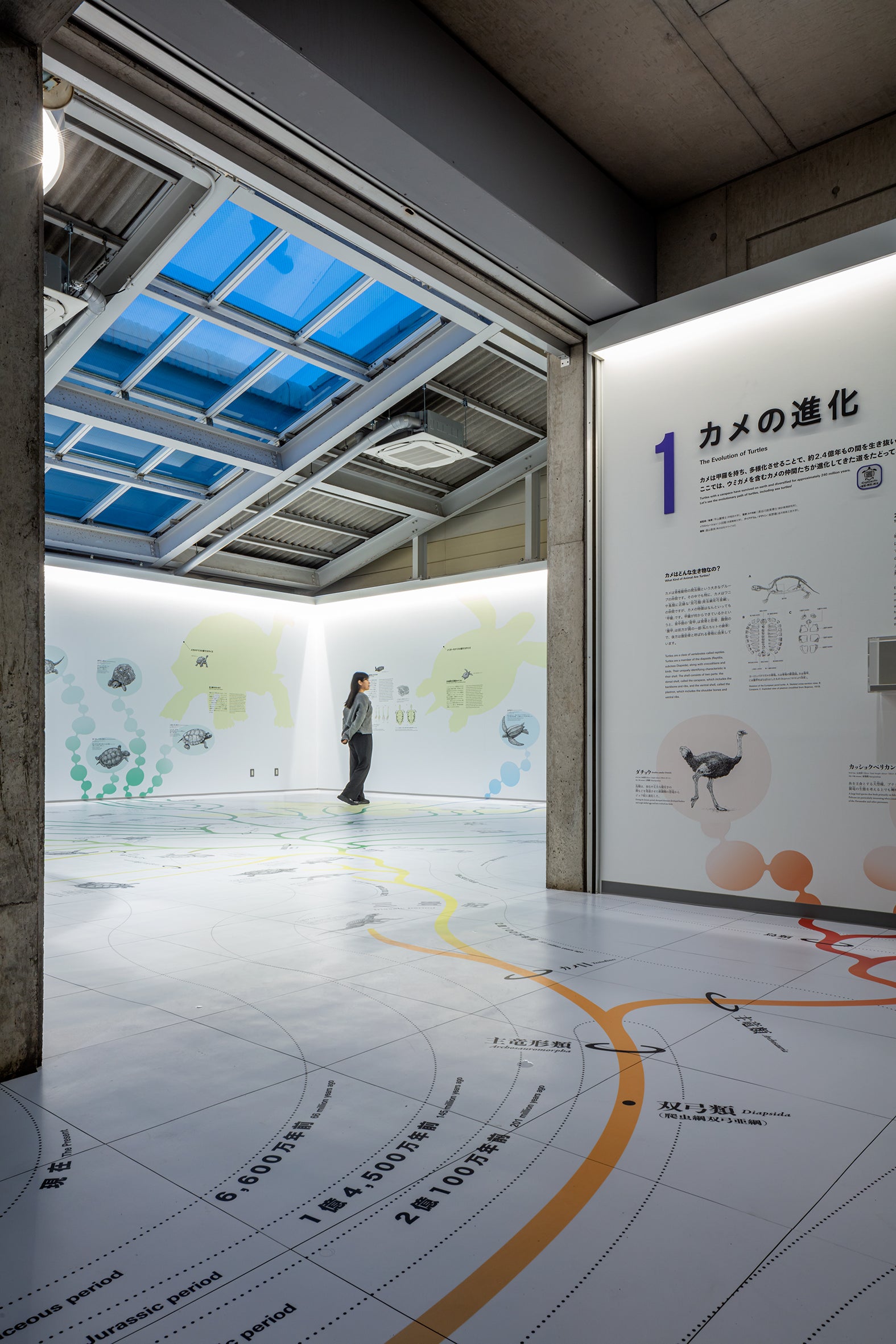 日和佐うみがめ博物館カレッタ リニューアル2